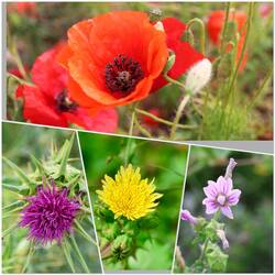Blumen an unserem Übernachtungsplatz