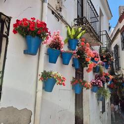 Blumengasse Calleja de las Flores