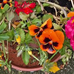 Beautiful pansies