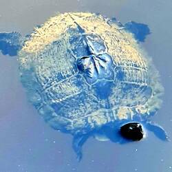 Schnapp Schildkröte