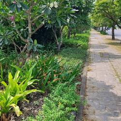 Mooi groen aan straatkant dure resorts