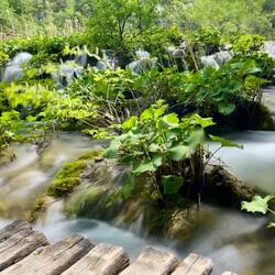 Un dédale de circuits sur des petits rondins très agréable