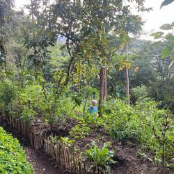 Mushroom Farm permaculture gardens