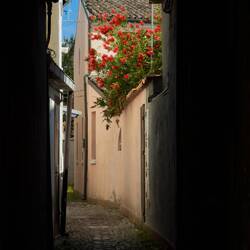 Colorful blooms in a hidden alleyway — Comacchio, Italy.