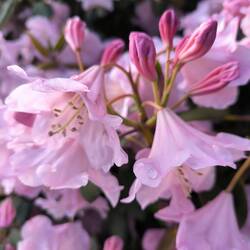 Rhododendron, am Fontänenteich