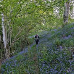 Blue Bells - Waldhyazinthen....unglaublich schön