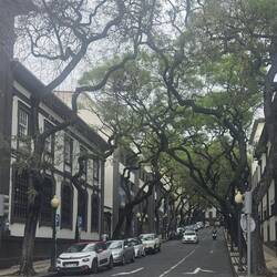 Tree lined with new housing