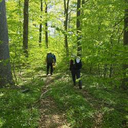 ...Wald mit frischem Grün.