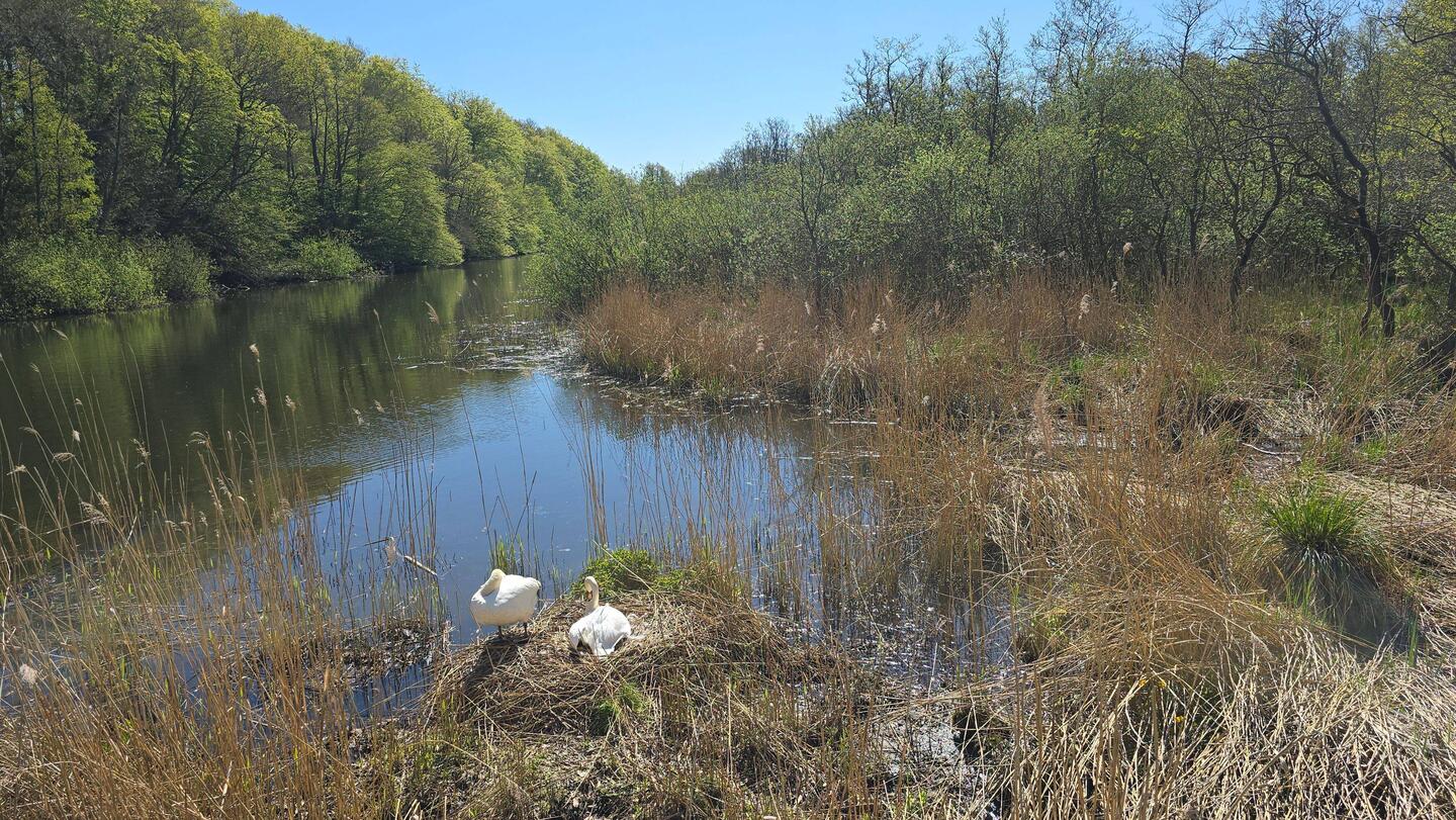 Nicht das einzige Nest direkt eben dem Trail