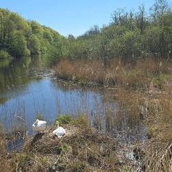 Nicht das einzige Nest direkt eben dem Trail