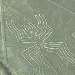 The spider