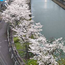 Auf dem Weg zum Konzert, auch hier: Sakura.