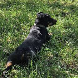 watchdog