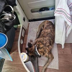 Neuer Schlafplatz von Nara, sie stand nicht einmal auf als Anina den Kühlschrank öffnete.