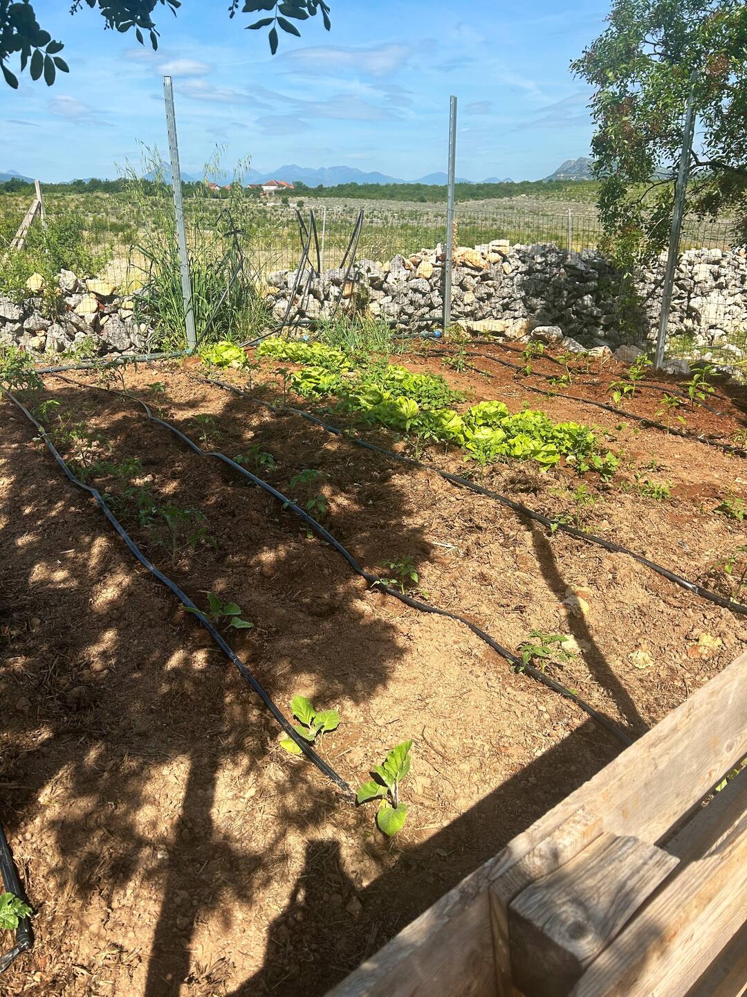 Gemüsegarten um die Camper glücklich zu machen.