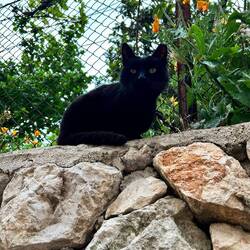 endlich eine Katze