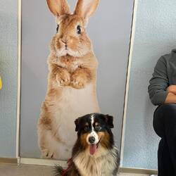 Hier Lina ungewohnt glücklich bei der Tierärztin (aber auch in Begleitung von drei Leuten!)