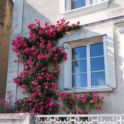 A picture window adorned by roses in Vouvray