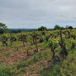 Surrounded by grapevines