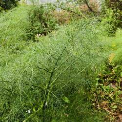Riesenfenchel