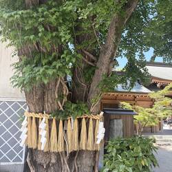 Dieser wunderschöne Ginko-Baum soll Paaren Glück bringen.