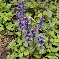 Pretty Carpet Bugle