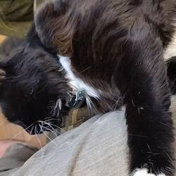 A very chill Mr Whiskers