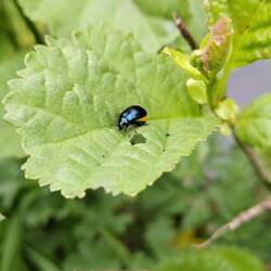 Pregnant Alder Leaf Beetle. Previously considered extinct in UK. Numbers have grown in NW since 2004
