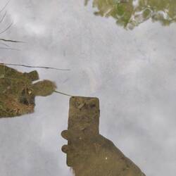 Terrible picture but look closely in the shadows and you can see tiny tadpoles!