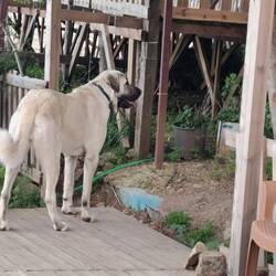 ein Kangal
