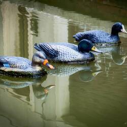 Decoys — Comacchio, Italy.