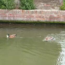 Not all the ducks are decoys — Comacchio, Italy.
