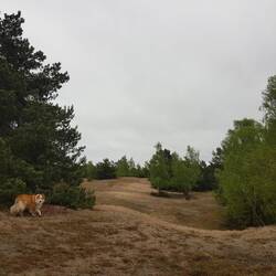 Perdendosi tra le dune...