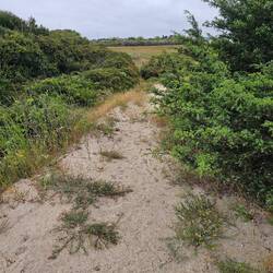 Sand is never my favorite to walk on, but it is soft