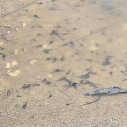 Tadpoles!