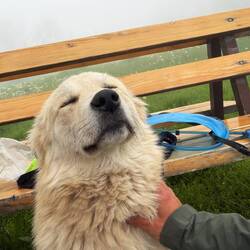 Shya LOVES affection!