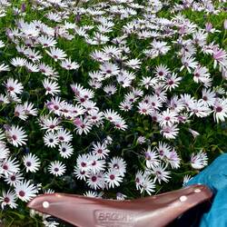 Aster-Brooks