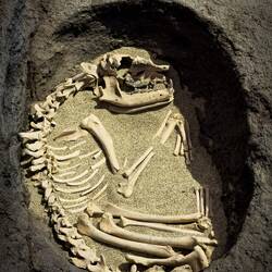 Dog inhumation ... from the Valle Pega, XY pit.