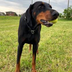 ..seit Monaco vor ein paar Jahren ist das Tennisbälle erschnüffeln eines ihrer großen Hobbys 🎾🐾😆