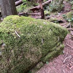 Lots of rocks with moss on them.