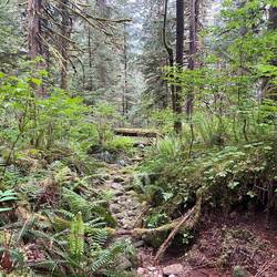 More of the trail we hiked