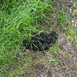 Maybe this ain't such a good idea! (Bear Scat). It's ok, I have my bear spray along!