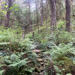 The next photos show the trail to the Trapper's Cabin.