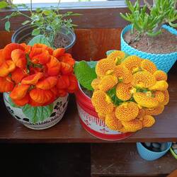 Exotic flowers on a balcony