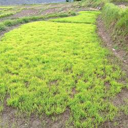 Rice paddies on the path to the temple
