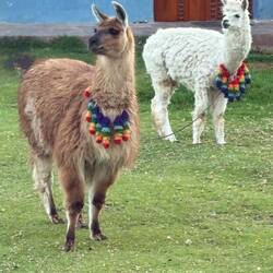 Llamas! 🦙 🦙🦙🦙🦙