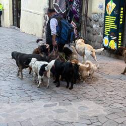 This dog walker! 🥰