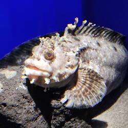Im Aquarium...