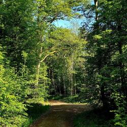 Morgenstimmung im Wald