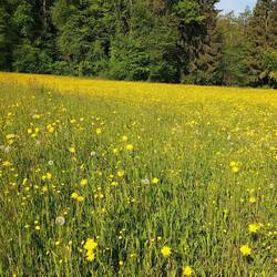 Frühling